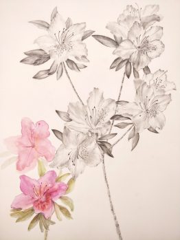 Azalea-Lapiz-y-acuarela_w1 Azalea-Lapiz-y-acuarela_w1