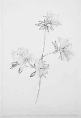Azalea-Lapiz_w Azalea-Lapiz_w
