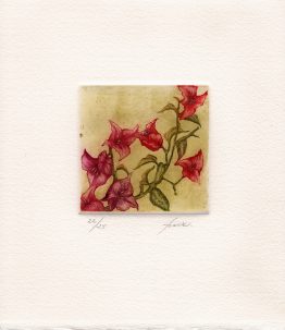 bouganbilia2_w bouganbilia2_w