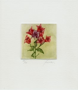 bouganbilia3_w bouganbilia3_w