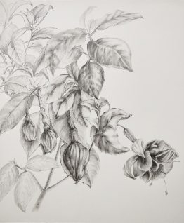 Fuchsia-I Fuchsia-I