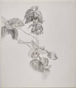 Fuchsia-II Fuchsia-II