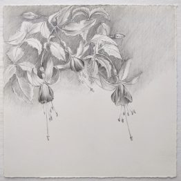 Fuchsia-V Fuchsia-V