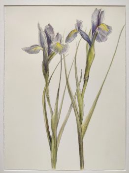 Iris Iris