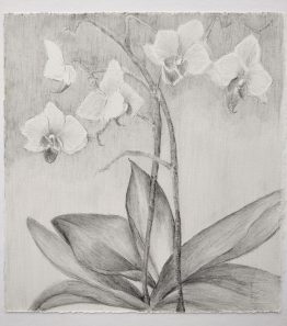 Orquidea Orquidea