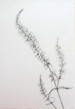 Blutweiderich_28x38_w