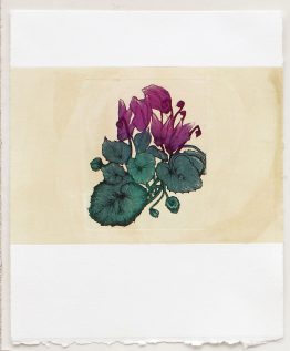 Cyclamen-I_a_265x36_w