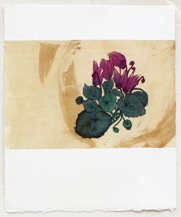 Cyclamen-I_b_265x36_w
