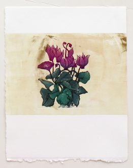 Cyclamen-I_d_265x36_w Cyclamen-I_d_265x36_w