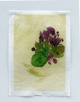 Cyclamen_21x295_w