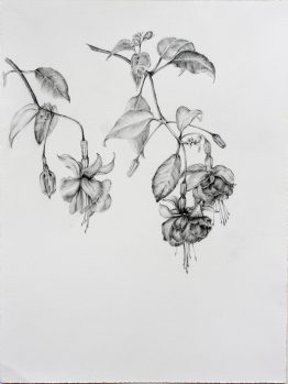 Fuchsia_28x38_w