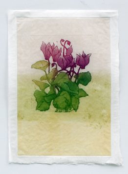 cyclamen_b_21x295_w