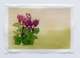 cyclamen_c_21x295_w