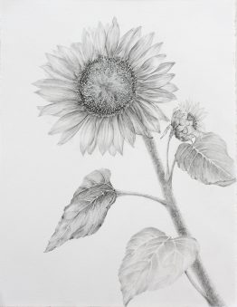 girasol_28x38_w