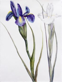 lirios_28x38_w
