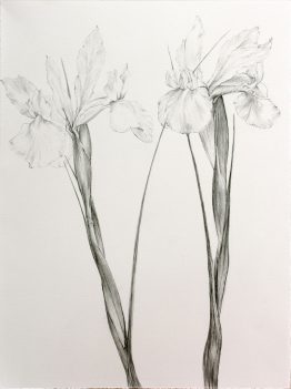 lliriosBlancos_25x38_w