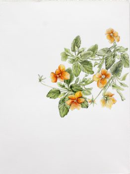 viola_28x38_w
